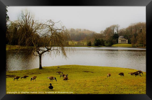 Canada Geese by the Lake Framed Print by Stephen Hamer