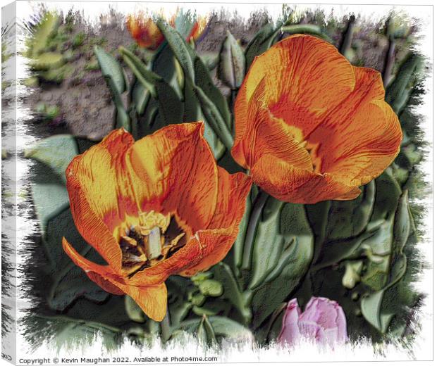 Tulips Fully Opened (Sketch Style Digital Art) Canvas Print by Kevin Maughan