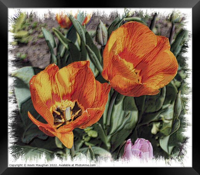 Tulips Fully Opened (Sketch Style Digital Art) Framed Print by Kevin Maughan