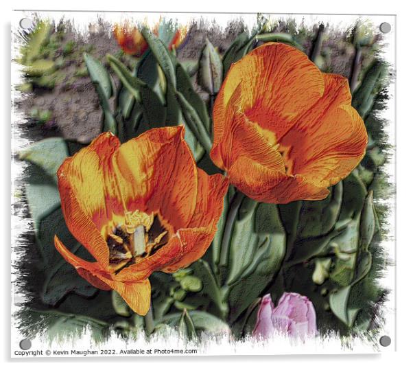 Tulips Fully Opened (Sketch Style Digital Art) Acrylic by Kevin Maughan