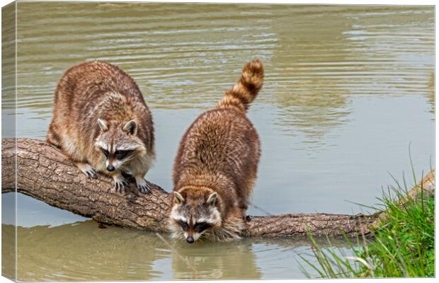 Raccoons Washing Food in Pond Canvas Print by Arterra 