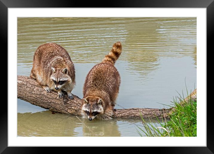 Raccoons Washing Food in Pond Framed Mounted Print by Arterra 