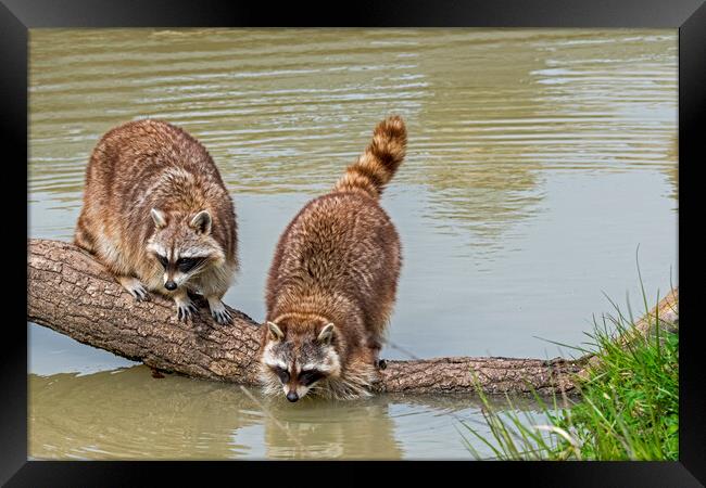 Raccoons Washing Food in Pond Framed Print by Arterra 