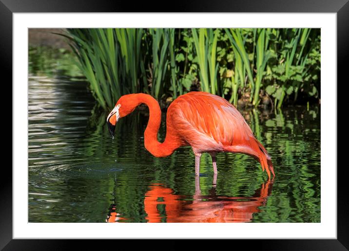 American flamingo Framed Mounted Print by Arterra 