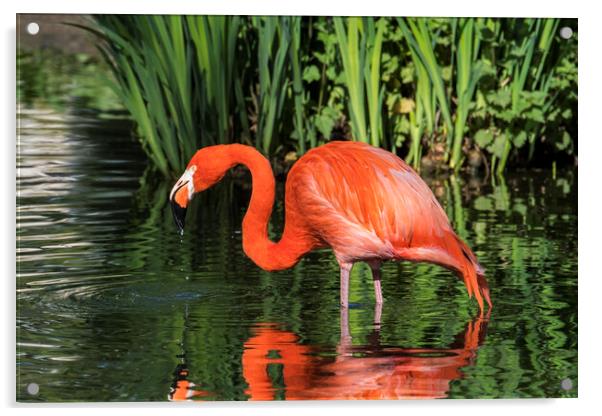 American flamingo Acrylic by Arterra 