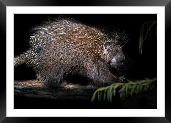 North American Porcupine Framed Mounted Print by Arterra 