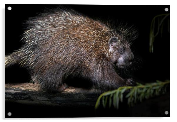 North American Porcupine Acrylic by Arterra 