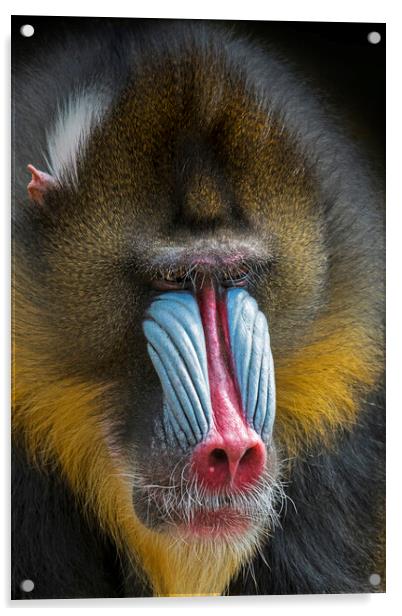 Mandrill Acrylic by Arterra 