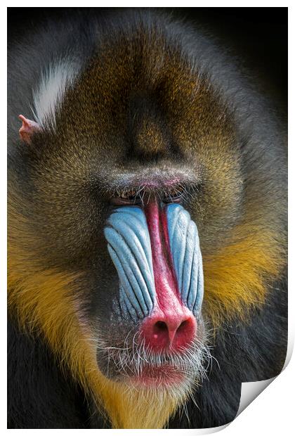 Mandrill Print by Arterra 