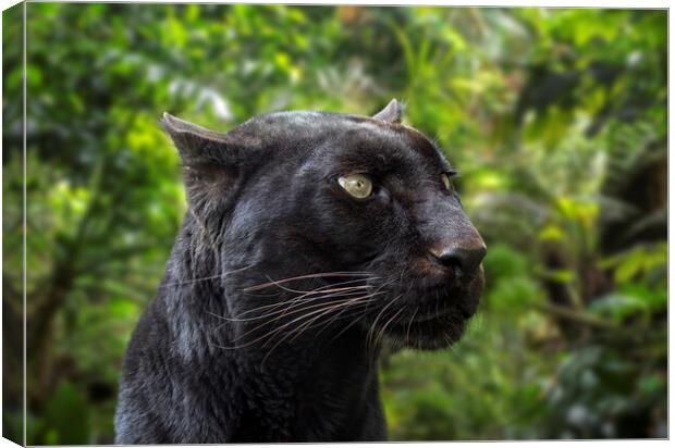 Black Panther in Rainforest Canvas Print by Arterra 