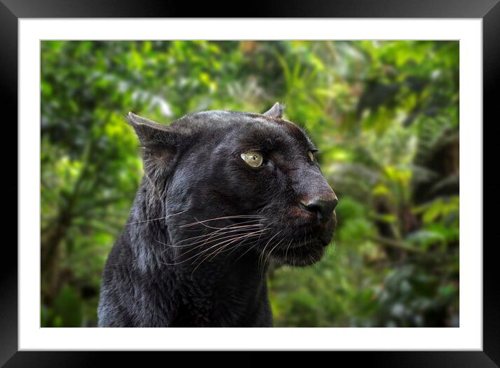 Black Panther in Rainforest Framed Mounted Print by Arterra 