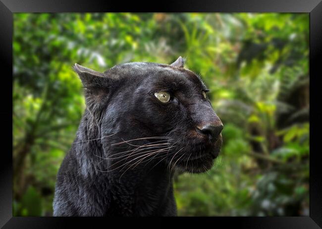 Black Panther in Rainforest Framed Print by Arterra 