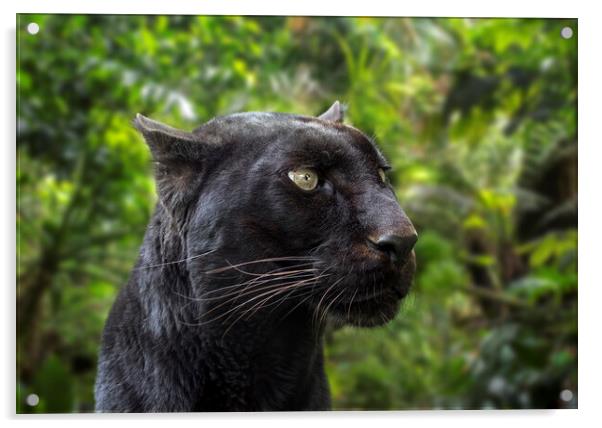Black Panther in Rainforest Acrylic by Arterra 