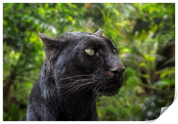 Black Panther in Rainforest Print by Arterra 