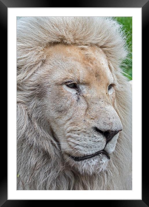 Male White Lion Framed Mounted Print by Arterra 