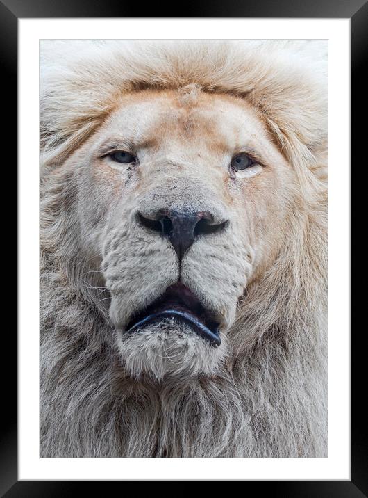 African White Lion Framed Mounted Print by Arterra 