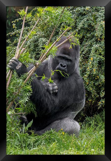 Eating Silverback Gorilla Framed Print by Arterra 