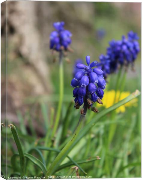 Enchanting Grape Hyacinth Blooms Canvas Print by Kevin Maughan