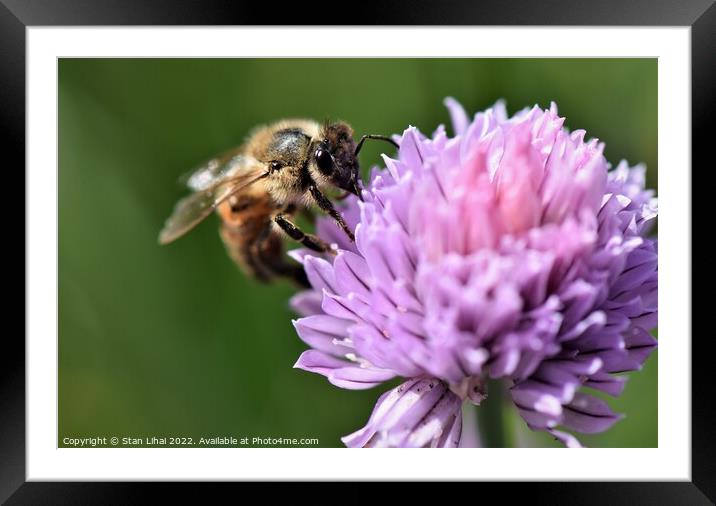 Bee on a flower Framed Mounted Print by Stan Lihai