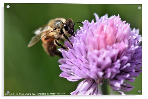 Bee on a flower Acrylic by Stan Lihai