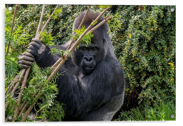 Silverback Gorilla in Forest Acrylic by Arterra 