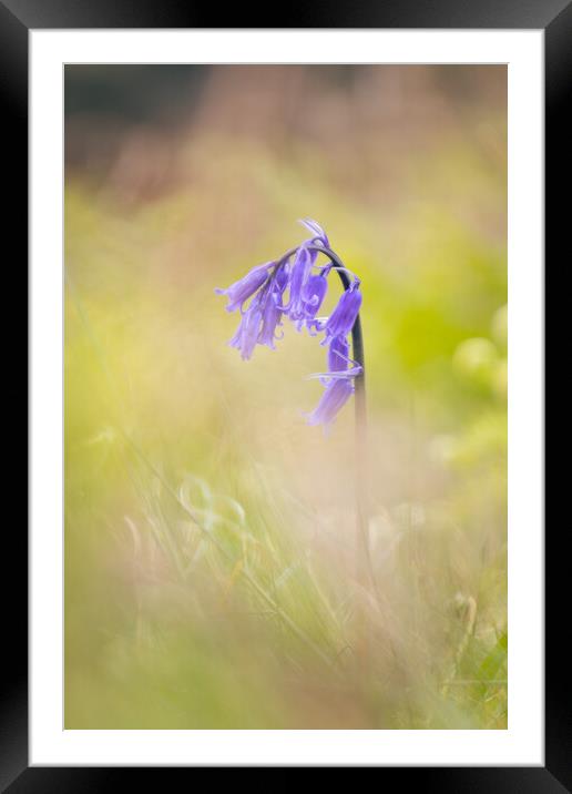 Hilbre Bluebell Framed Mounted Print by Liam Neon