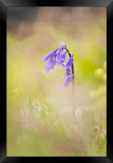 Hilbre Bluebell Framed Print by Liam Neon