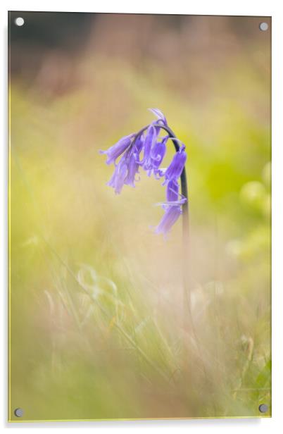 Hilbre Bluebell Acrylic by Liam Neon