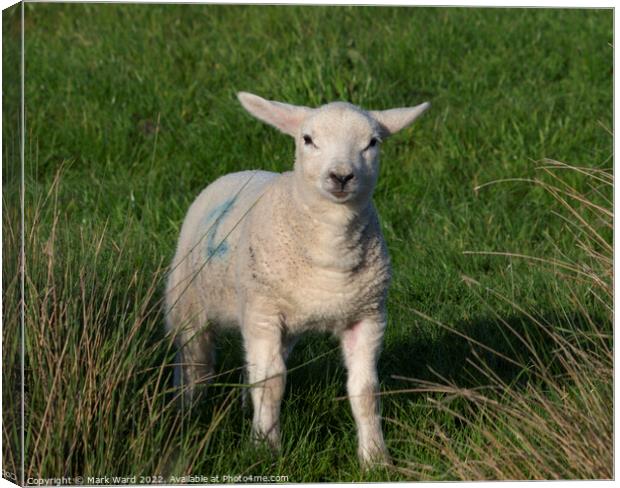 Inquisitive Lamb Canvas Print by Mark Ward