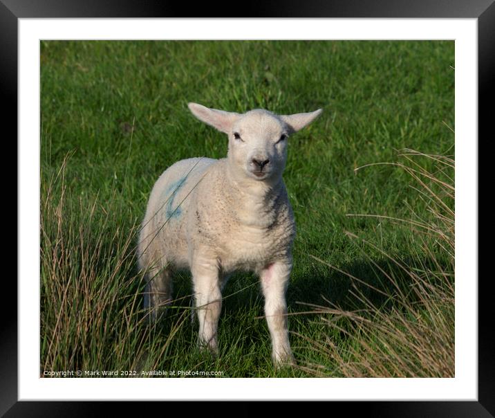 Inquisitive Lamb Framed Mounted Print by Mark Ward