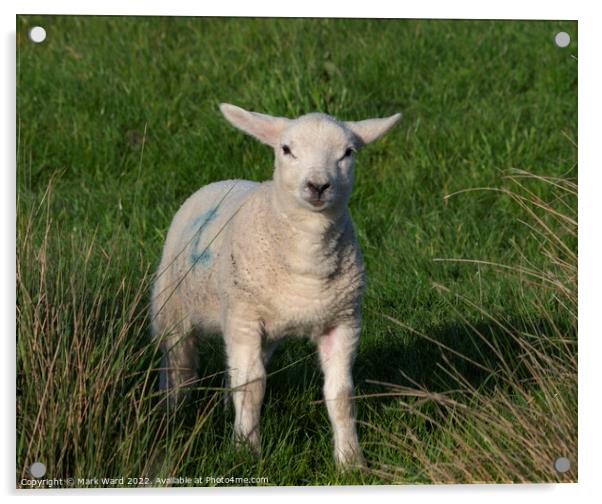 Inquisitive Lamb Acrylic by Mark Ward