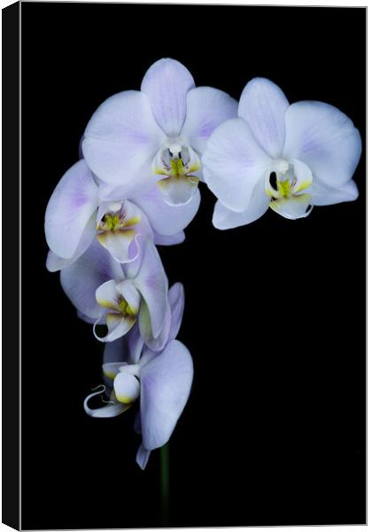 Orchid flowers against a black background Canvas Print by Martin Williams