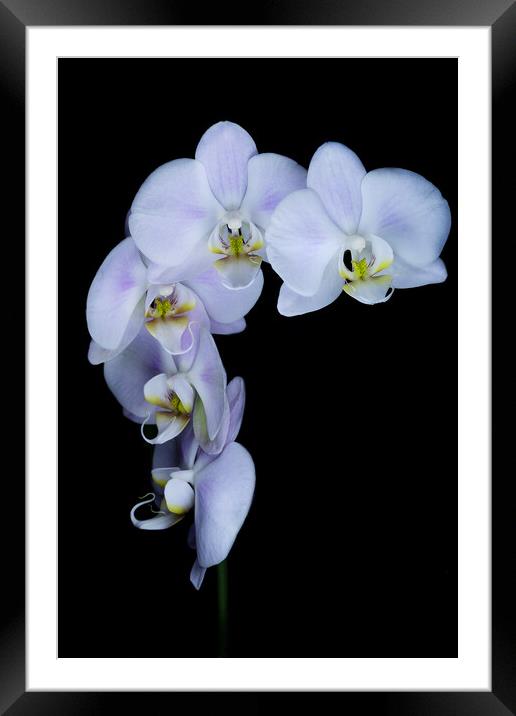 Orchid flowers against a black background Framed Mounted Print by Martin Williams