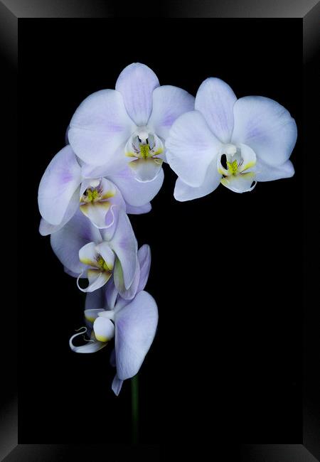 Orchid flowers against a black background Framed Print by Martin Williams