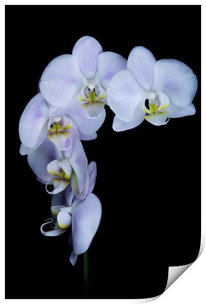 Orchid flowers against a black background Print by Martin Williams