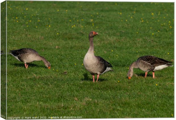 Greylag Geese. Canvas Print by Mark Ward