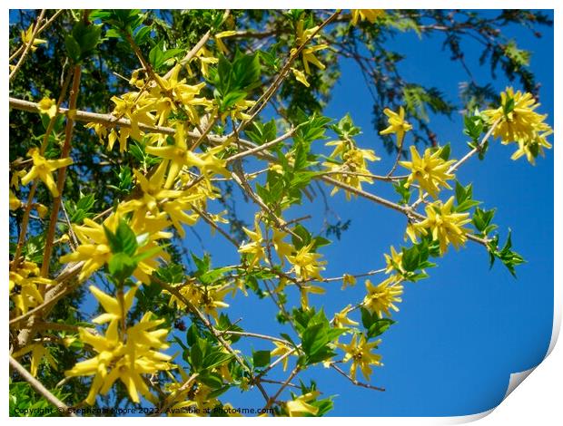 Broom against a blue sky Print by Stephanie Moore