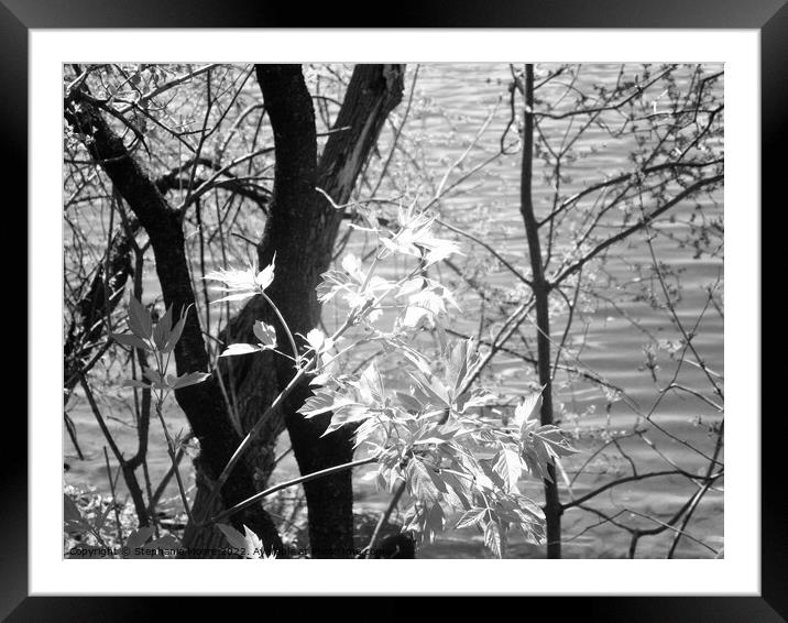 New leaves Framed Mounted Print by Stephanie Moore