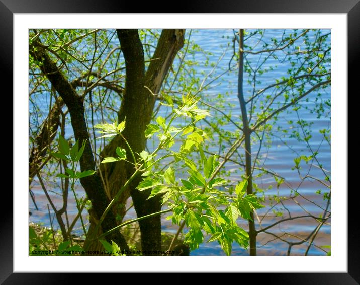 New spring leaves Framed Mounted Print by Stephanie Moore