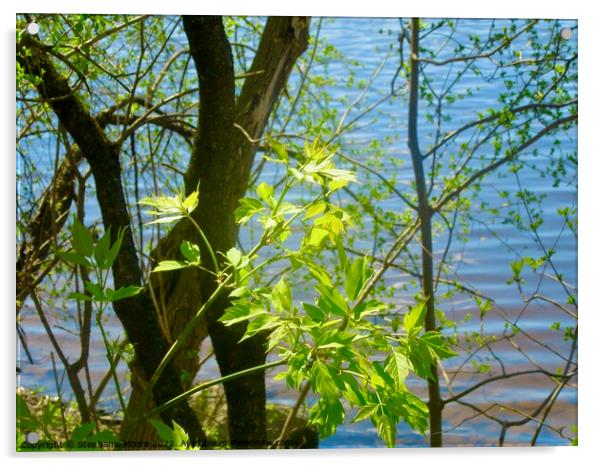 New spring leaves Acrylic by Stephanie Moore