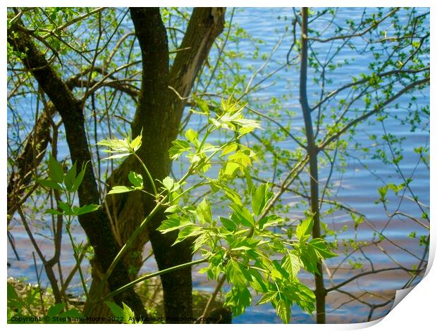 New spring leaves Print by Stephanie Moore