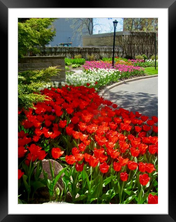Tulips in our garden Framed Mounted Print by Stephanie Moore