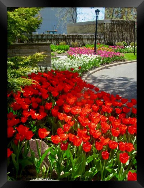 Tulips in our garden Framed Print by Stephanie Moore