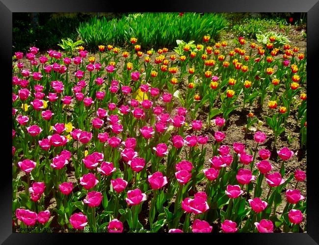 More tulips in the garden Framed Print by Stephanie Moore