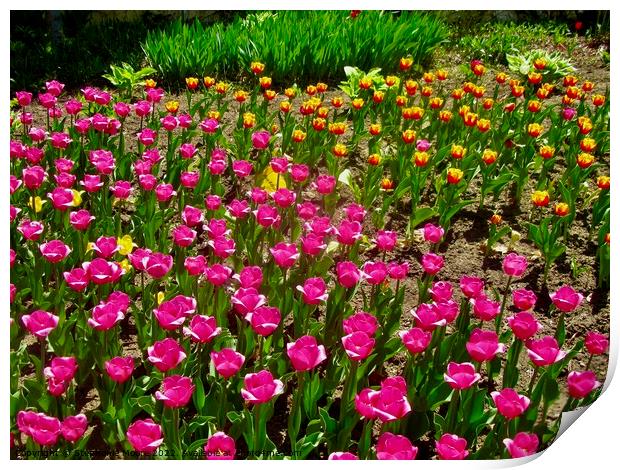 More tulips in the garden Print by Stephanie Moore