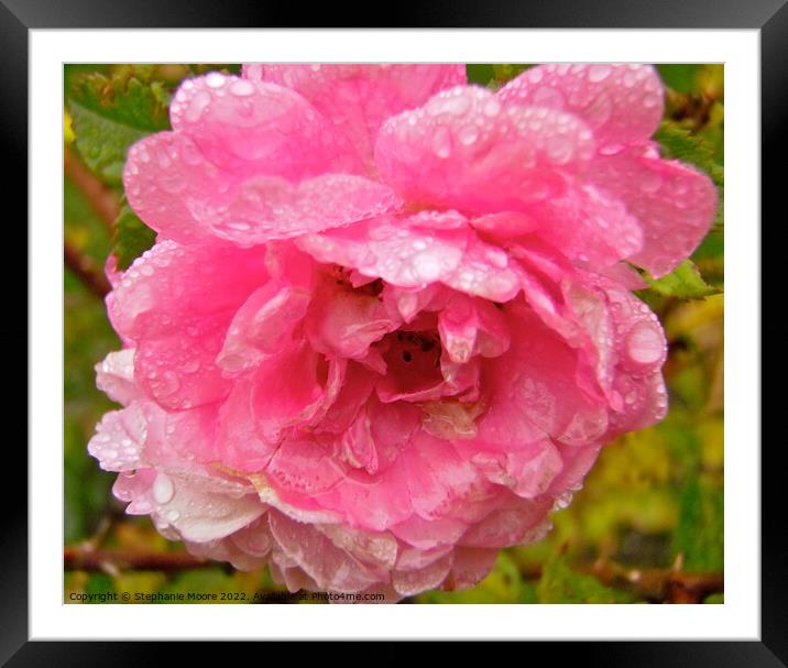 Wet pink rose Framed Mounted Print by Stephanie Moore