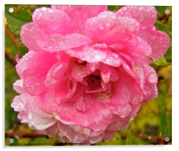 Wet pink rose Acrylic by Stephanie Moore