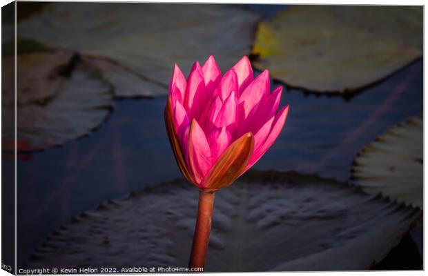 Lotus flower  Canvas Print by Kevin Hellon