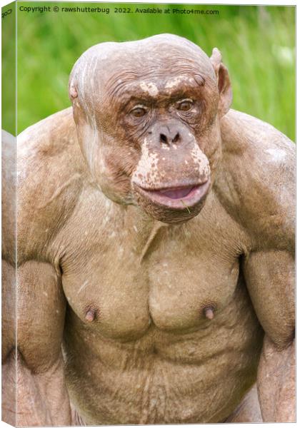Hairless Chimpanzee Canvas Print by rawshutterbug 