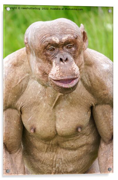 Hairless Chimpanzee Acrylic by rawshutterbug 
